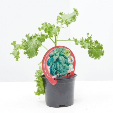 COL DE MILÁN EN MACETA