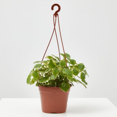 INCIENSO PLANTA
