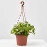 INCIENSO PLANTA