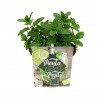 HIERBABUENA PARA MOJITO