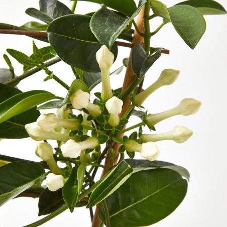 JAZMÍN DE MADAGASCAR