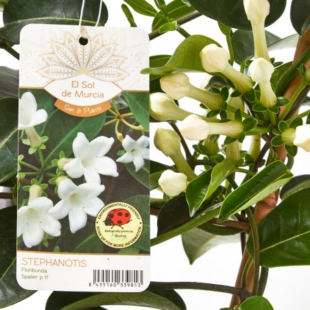 JAZMÍN DE MADAGASCAR