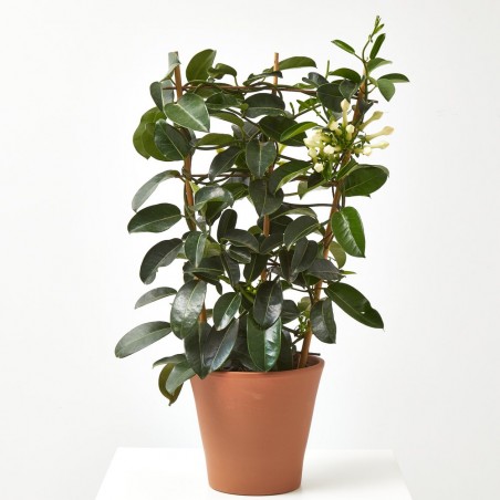 JAZMÍN DE MADAGASCAR