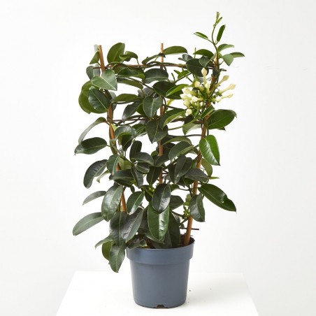 JAZMÍN DE MADAGASCAR