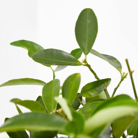 LIMEQUAT