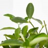 LIMEQUAT