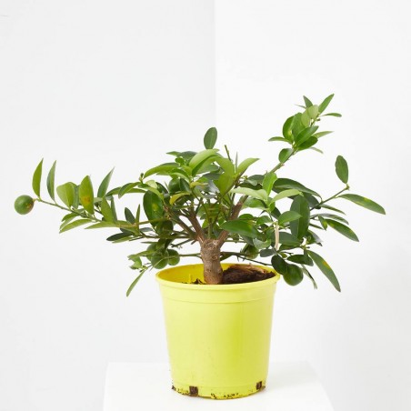 LIMEQUAT