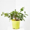 LIMEQUAT