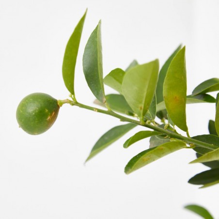 LIMEQUAT