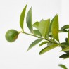 LIMEQUAT