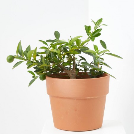 LIMEQUAT