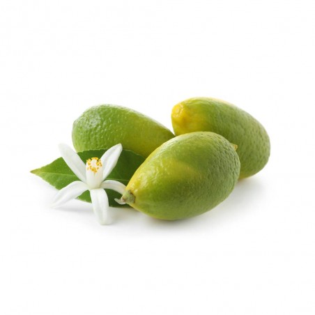 LIMEQUAT
