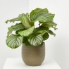 CALATHEA