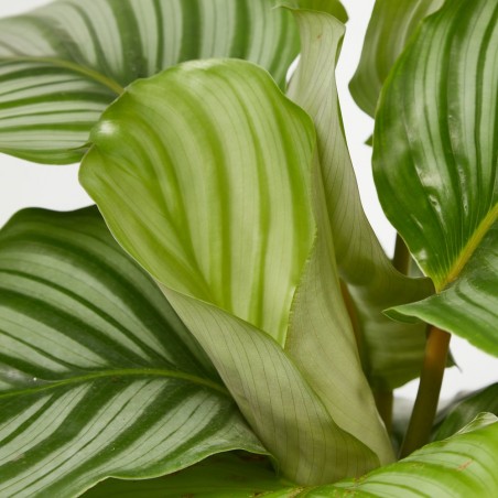 CALATHEA