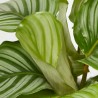 CALATHEA