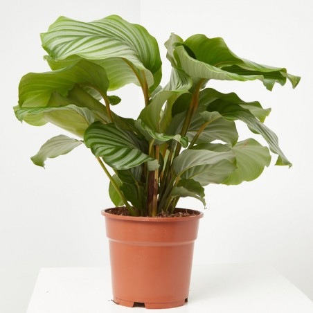 CALATHEA