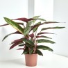 CALATHEA