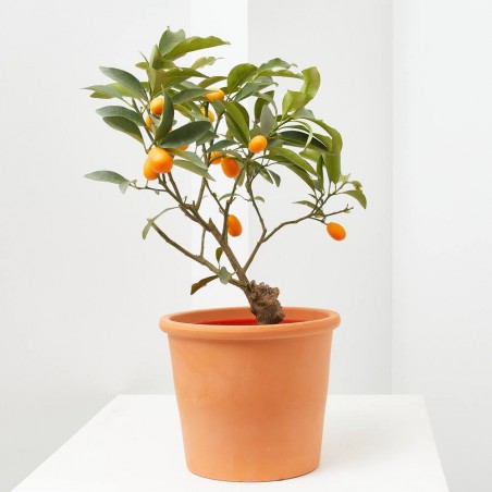 KUMQUAT EN MACETA