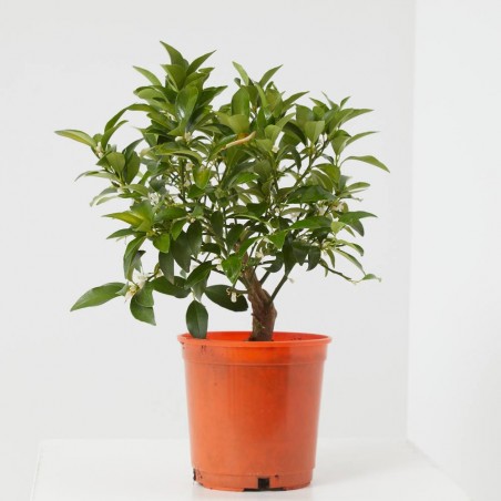 KUMQUAT EN MACETA