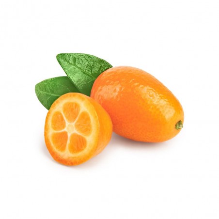 KUMQUAT TERRAZA