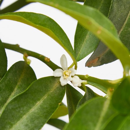KUMQUAT TERRAZA