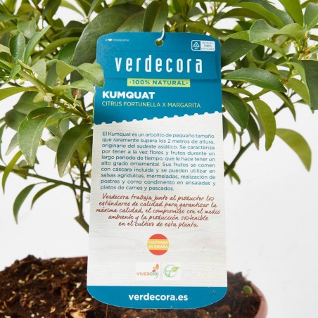 KUMQUAT TERRAZA