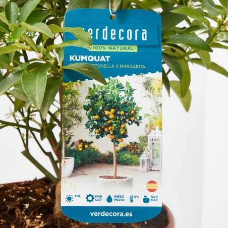 KUMQUAT TERRAZA