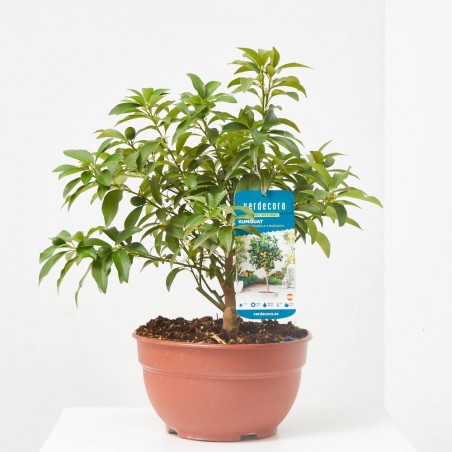 KUMQUAT TERRAZA