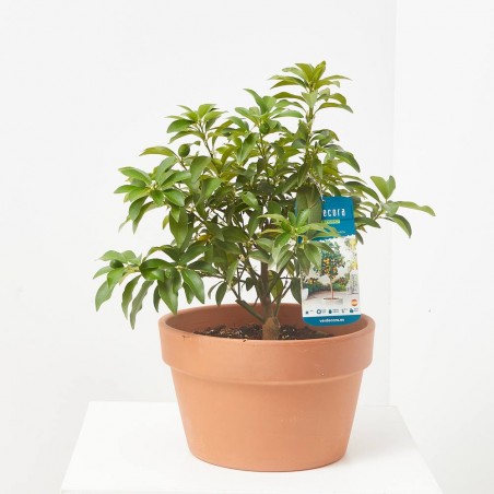 KUMQUAT TERRAZA