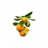 CALAMONDINO COPA