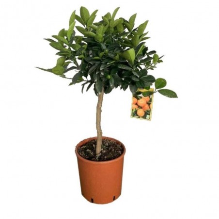 CALAMONDINO COPA