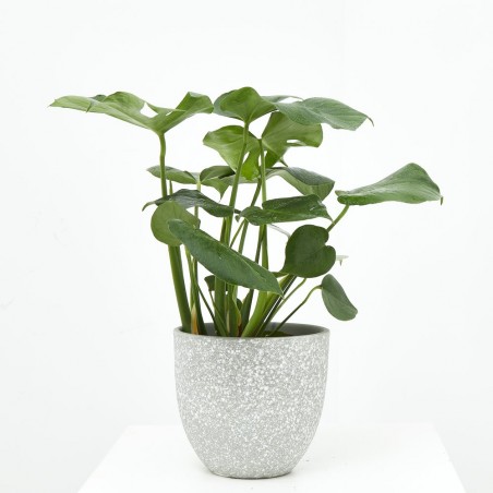 COSTILLA DE ADÁN - MONSTERA DELICIOSA