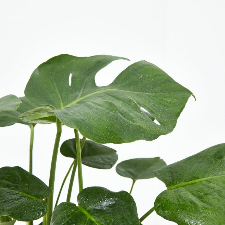 COSTILLA DE ADÁN - MONSTERA DELICIOSA