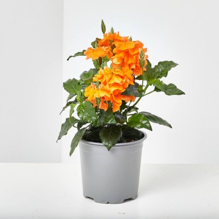 CROSSANDRA MACETA 13CM