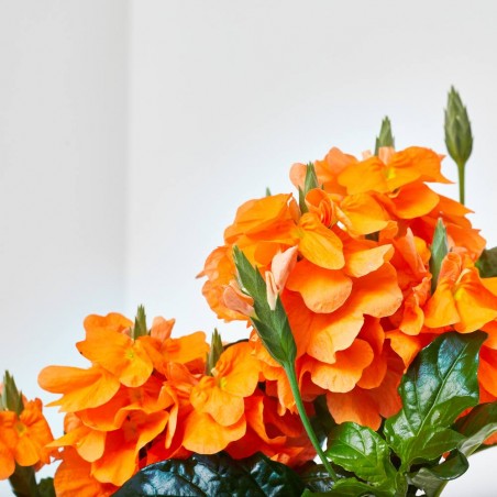 CROSSANDRA MACETA 13CM