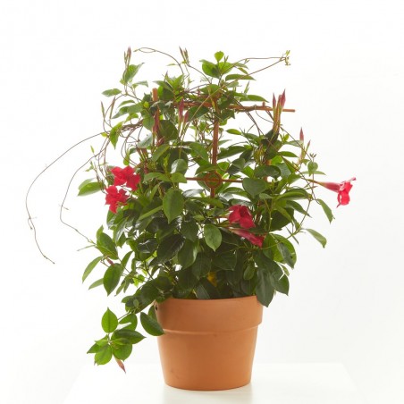 DIPLADENIA