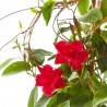 DIPLADENIA