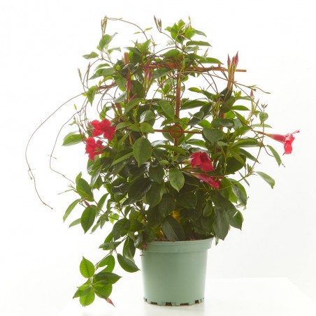 DIPLADENIA