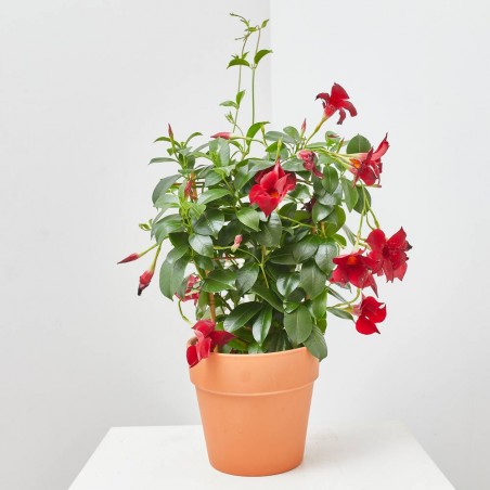DIPLADENIA