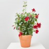 DIPLADENIA