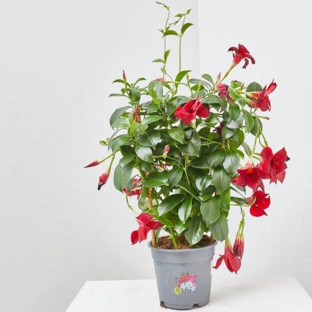 DIPLADENIA