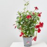 DIPLADENIA