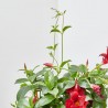 DIPLADENIA