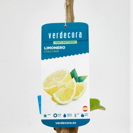 LIMONERO EN MACETA