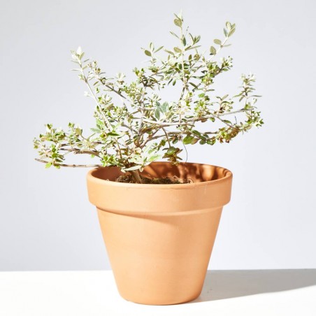 TEUCRIUM