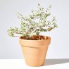TEUCRIUM