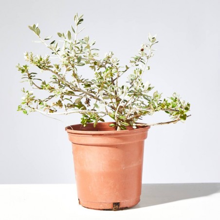 TEUCRIUM