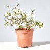 TEUCRIUM