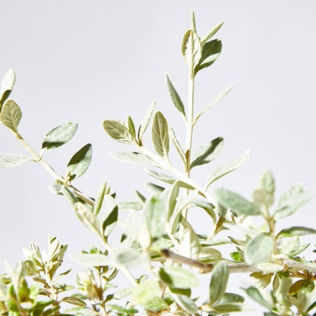 TEUCRIUM