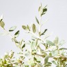TEUCRIUM